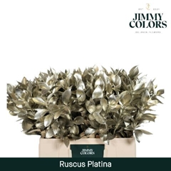 Ruscus Painted Hypophyllum Platinum 50cm