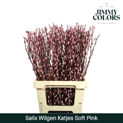 Salix Snow Flake Painted Light Pink 70cm