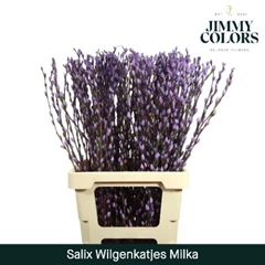 Salix Snow Flake Painted Milka 70cm
