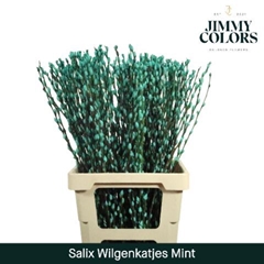 Salix Snow Flake Painted Mint 70cm
