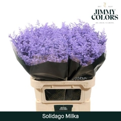Solidago Painted Milka 80cm 30gr.