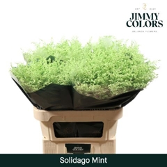 Solidago Painted Mint 80cm 35gr.