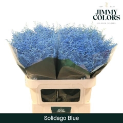Solidago Painted Blue 70cm 25gr.