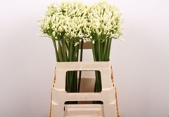 Agapanthus Gletsjer 60cm
