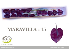 Anthurium Maravilla 7cm Hd