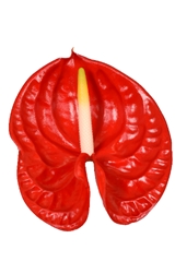 Anthurium Rambla 15cm Hd