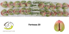 Anthurium Fortezza 9cm Hd