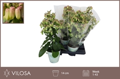 Kalanchoe Magic Bells 14Ø 55cm