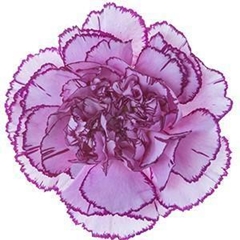 Dianthus Single Royal Damascus 75cm