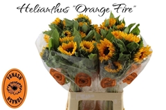 Helianthus Orange Fire 65cm