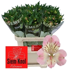 Alstroemeria Wonder Sweet 75cm 75gr.