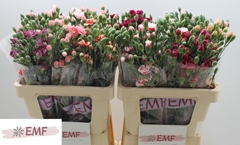 Dianthus Spray Mix 60cm