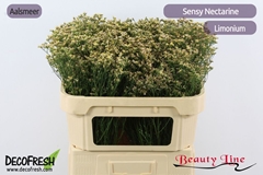 Limonium Sinense Sensy Nectarine 70cm 20gr.