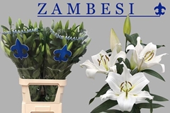 Lily Oriental Zambesi 100cm 6+