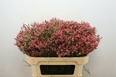 Limonium Sinense Max Diamond 70cm 30gr.