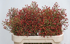 Rosa Autumn Splash 70cm
