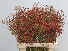 Rosa Autumn Splash 60cm