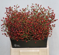 Rosa Autumn Splash 40cm