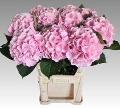 Hydrangea Verena 80cm 19-21cm Hd