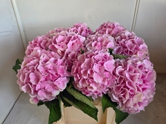 Hydrangea Verena 60cm 18-20cm Hd