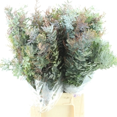 Acacia Baileyana Purpurea Per Bunch 65cm 200gr.