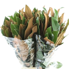 Magnolia Grandiflora Per Bunch 75cm 400gr.