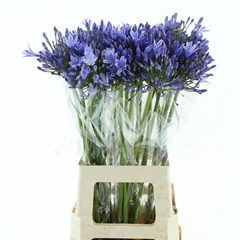 Agapanthus Dr Brouwer 75cm