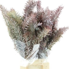 Acacia Decurrens Green 10cm 200gr.