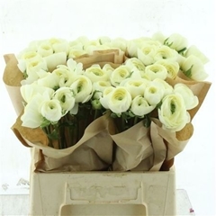Ranunculus Success Commedia 40cm 50gr.