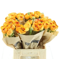 Ranunculus Success Lambada 45cm 60gr.