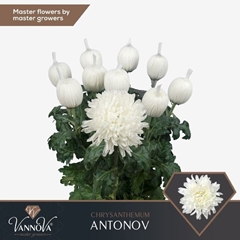 Chrysanth Single Antonov 75cm 105gr.