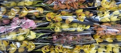 Cymbidium Mini Mix 50cm