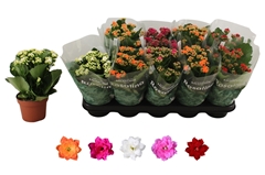 Kalanchoe Double Rosaline Mix 12Ø 27cm