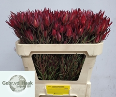 Leucadendron Salignum 70cm Spray