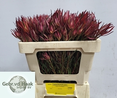 Leucadendron Salignum 50cm Spray