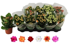 Kalanchoe Double Rosaline Mix 12Ø 27cm