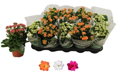 Kalanchoe Double Rosaline Mix 12Ø 27cm