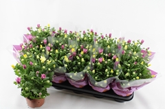 Chrysanth Mix 12Ø 26cm