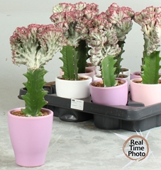 Euphorbia Lactea Cristata 10Ø 25cm