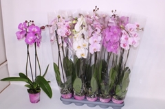 Phalaenopsis Mix 5 Colours 12Ø 75cm 2st