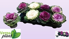 Brassica Oleracea 13Ø 20cm