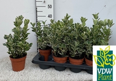Euonymus Gray Beauty 13Ø 40cm