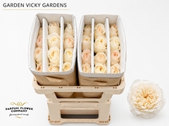 Rosa Garden Vicky Gardens 50cm