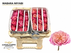 Rosa Wabara Miyabi 50cm