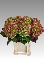 Hydrangea Verena Classic 80cm 21-23cm Hd