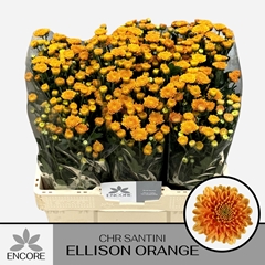 Chrysanth Santini Ellison Orange 55cm 36gr.