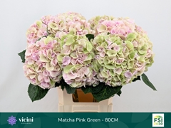 Hydrangea Matcha Classic 80cm 19-21cm Hd