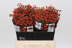 Rosa Autumn Rosefruits 45cm