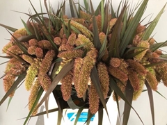 Setaria Italica Red Jewel 75cm