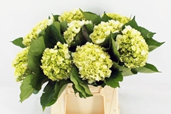 Hydrangea Lima 45cm 17cm Hd